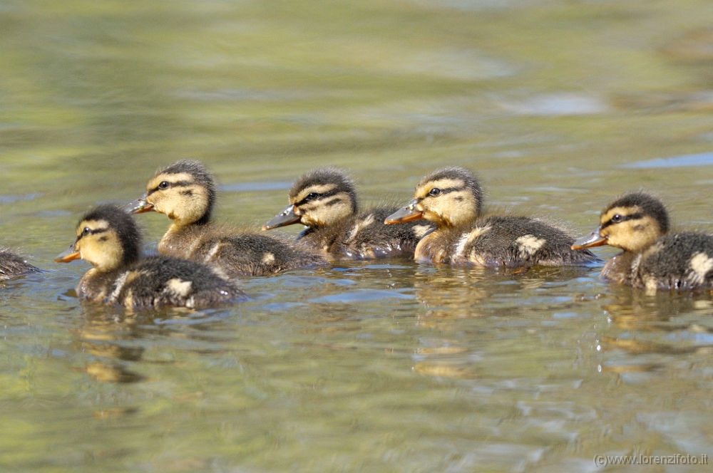 Anas platyrhynchos (Pulcini di germano reale).jpg